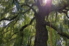 20180630_120021 (Copy) (Copy)