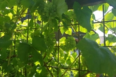 2019JulibisNovembert030