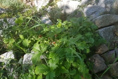 2019JulibisNovembert031