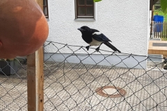 20180629_152945 (Copy)